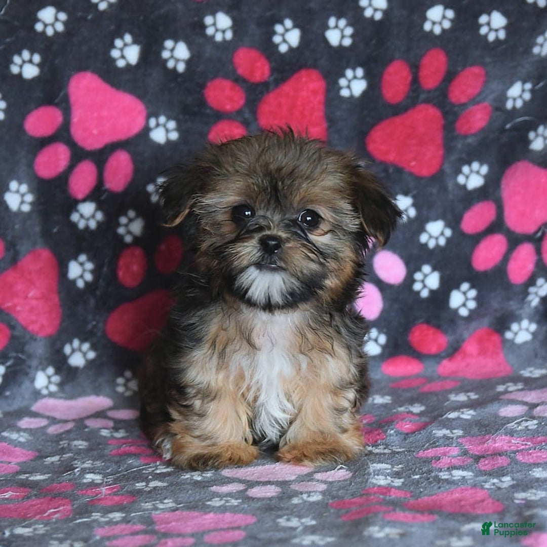 Shorkie dogs for sale: Hudson - Image 10