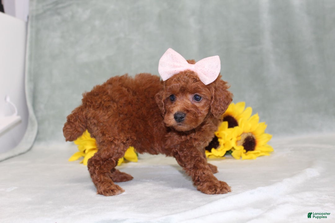 Miniature Poodle dogs for sale: Violet - Image 8