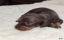 Dachshund dogs for sale: Daisy - Image 1