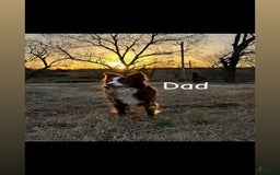 Miniature Australian Shepherd dogs for sale: Frost - Image 5
