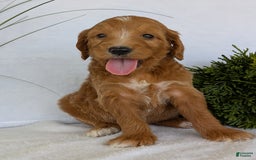 Goldendoodle dogs for sale: Daisy - Image 7