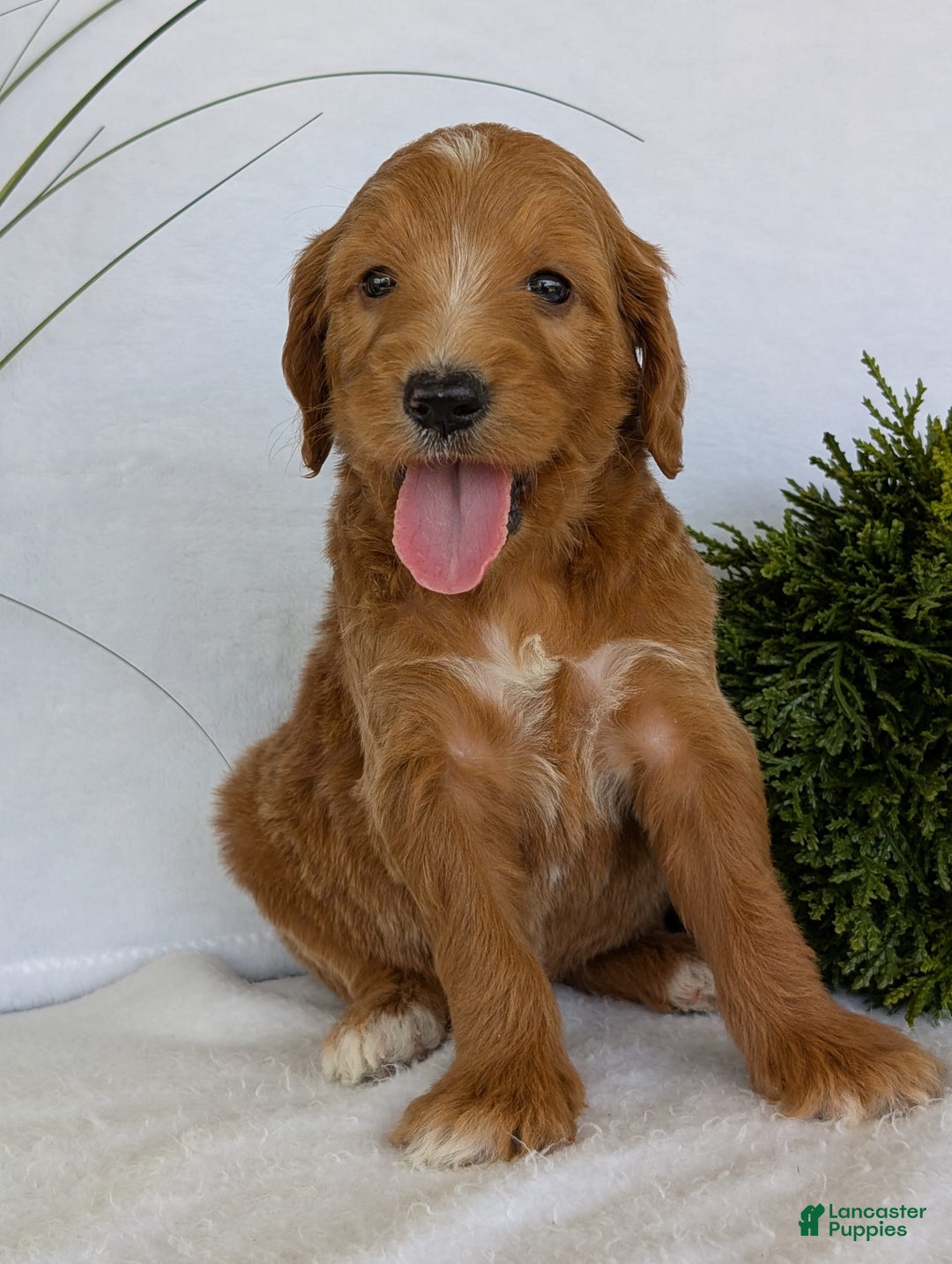 Goldendoodle dogs for sale: Daisy - Image 7