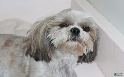 Shih Tzu dogs for sale: Anya Boy 1 - Image 9
