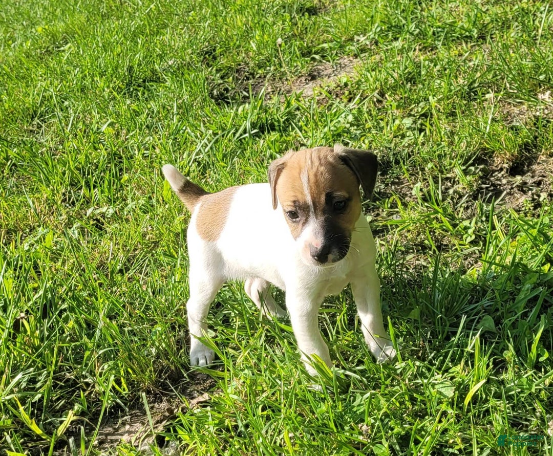 Jack Russell Terrier dogs for sale: Penny Female JRT - Image 2