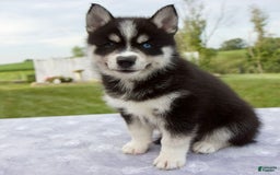 Pomsky dogs for sale: Bluey - Image 3
