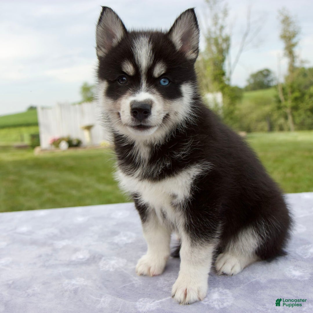Pomsky dogs for sale: Bluey - Image 3