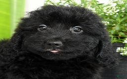 Mini Goldendoodle dogs for sale: Hailey - Image 2