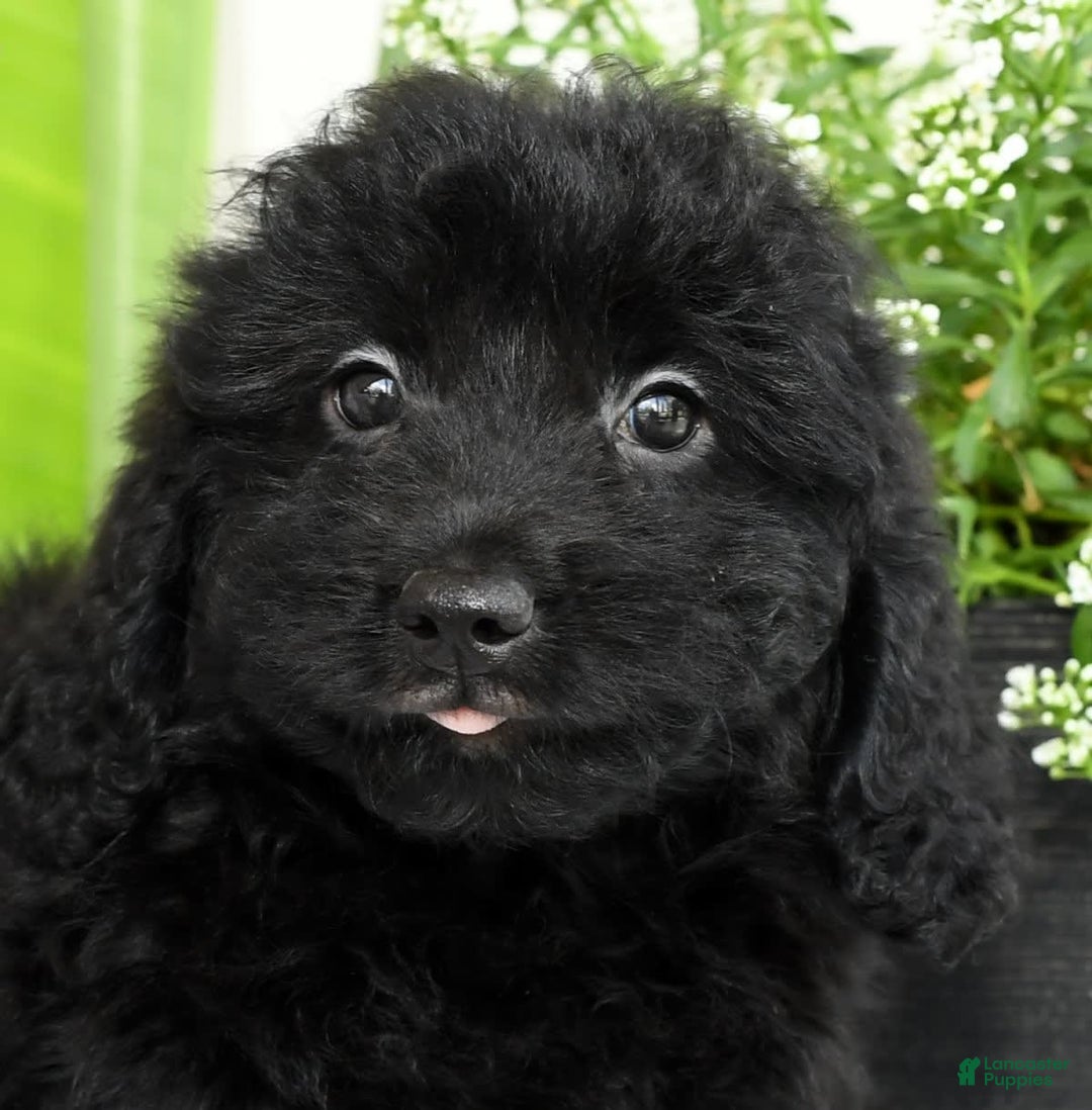 Mini Goldendoodle dogs for sale: Hailey - Image 2