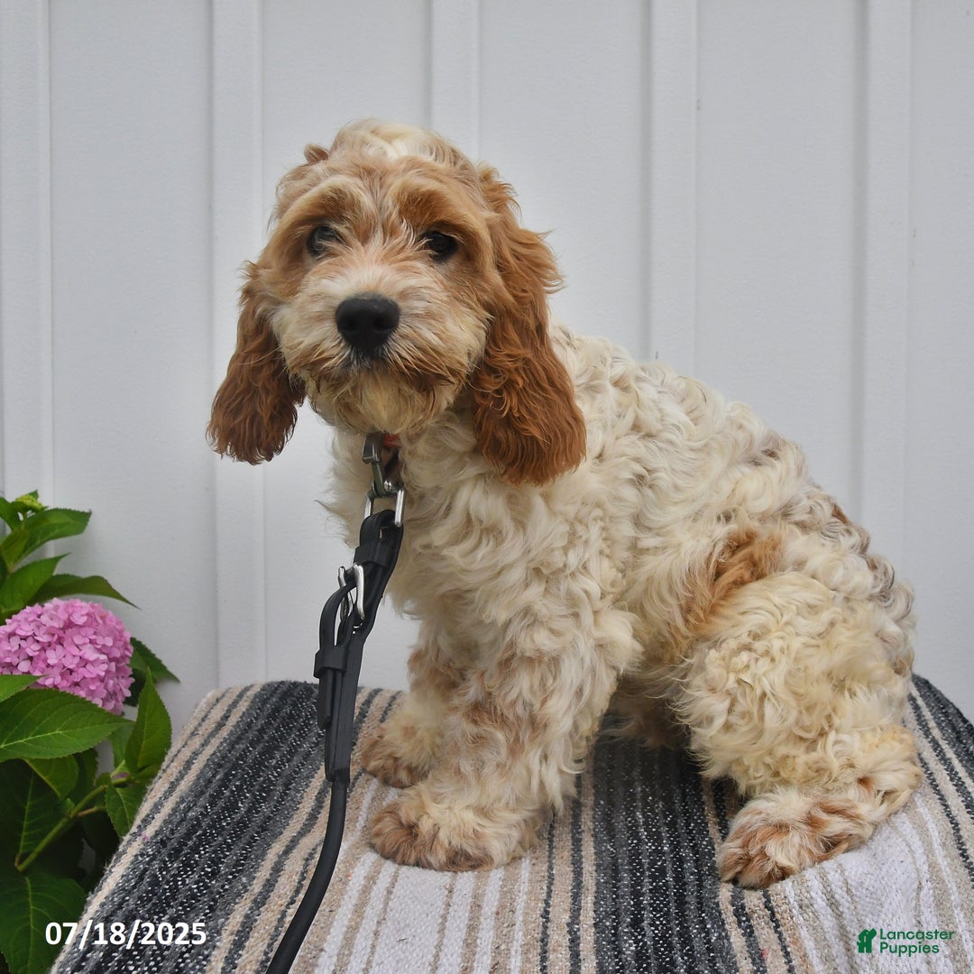 Cockapoo dogs for sale: Fluffy - Image 4