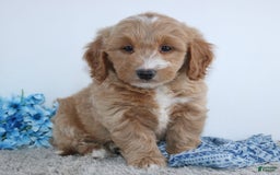  dogs for sale: Mini Goldendoodle 4 puppies - Image 9