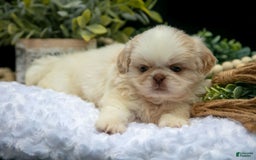 Shih Tzu dogs for sale: Taffy - Image 2
