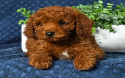 Cavapoo dogs for sale: Franklin - Image 5