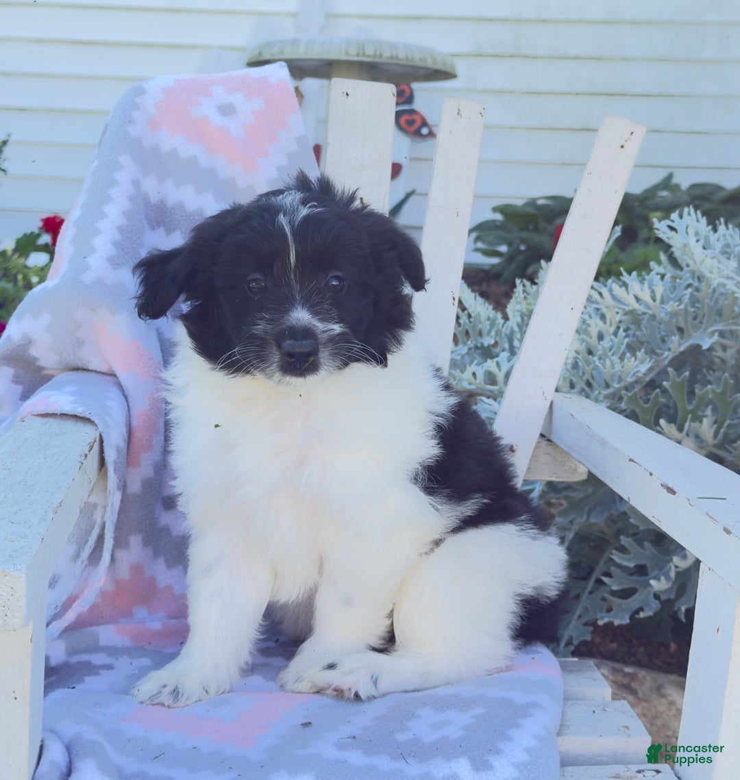 Miniature Poodle dogs for sale: Baxter - Image 4