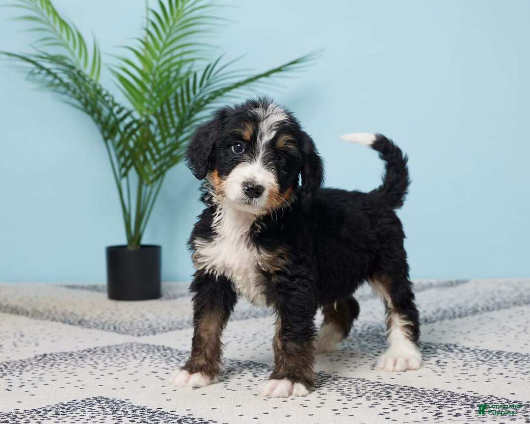 Bernedoodle dogs for sale: Carson - Image 2