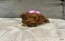Mini Goldendoodle dogs for sale: Soleil - Image 1
