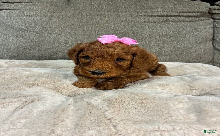 Mini Goldendoodle dogs for sale - Ad 1