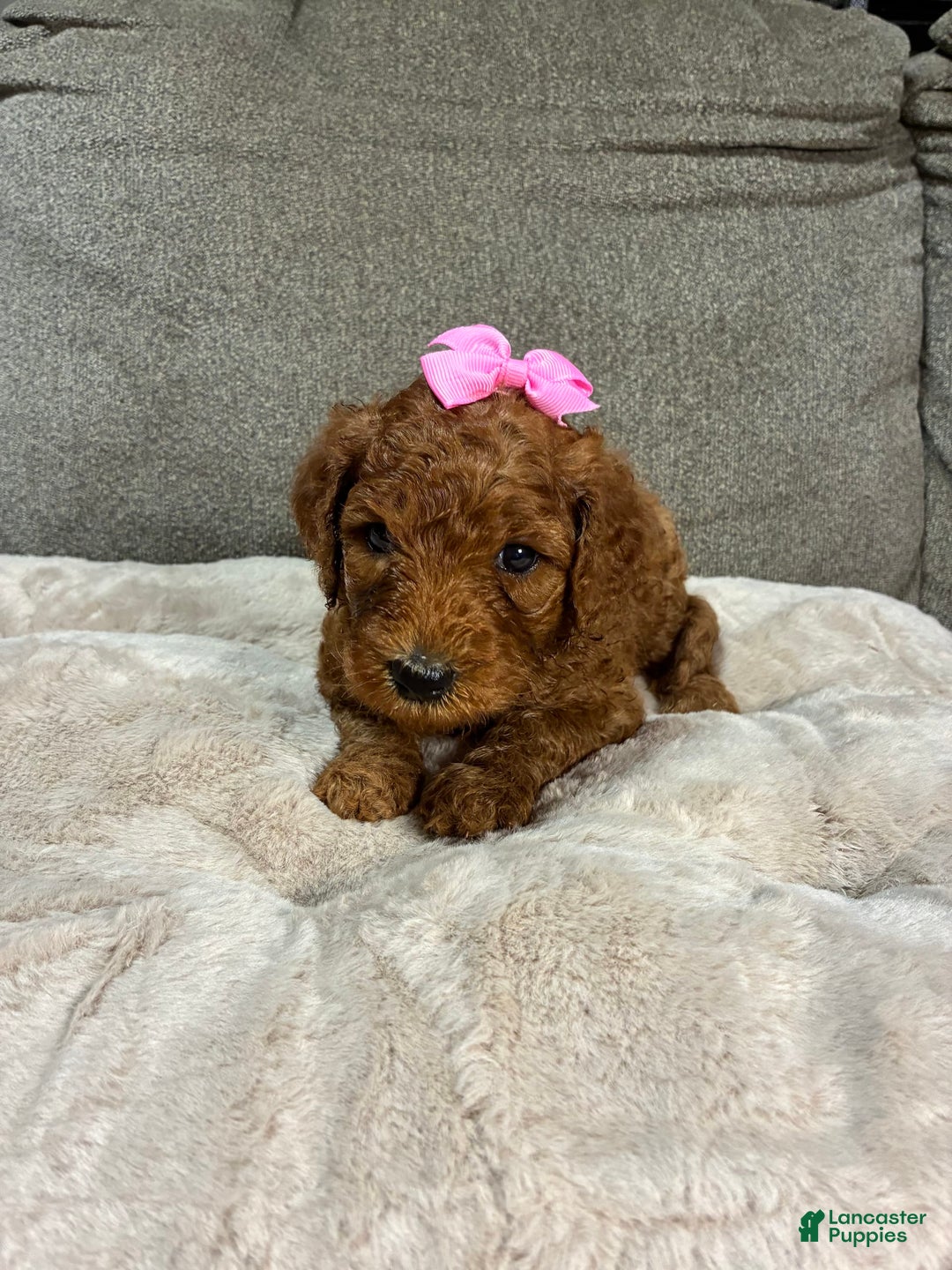 Mini Goldendoodle dogs for sale: Soleil - Image 1