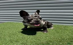 French Bulldog dogs for sale: Nova - Image 2