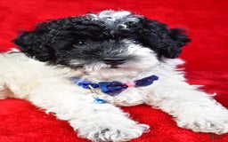 Miniature Poodle dogs for sale: Logan - Image 2