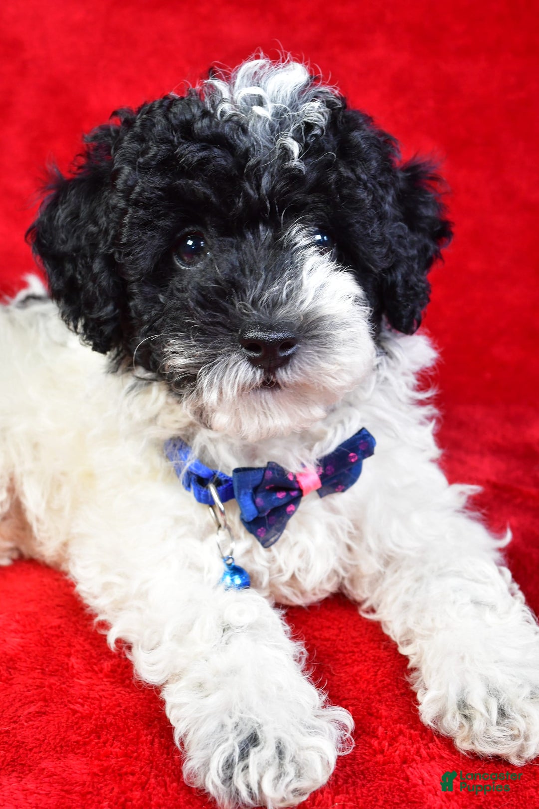 Miniature Poodle dogs for sale: Logan - Image 2