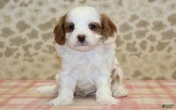 Cavapoo dogs for sale: Skip - Image 7