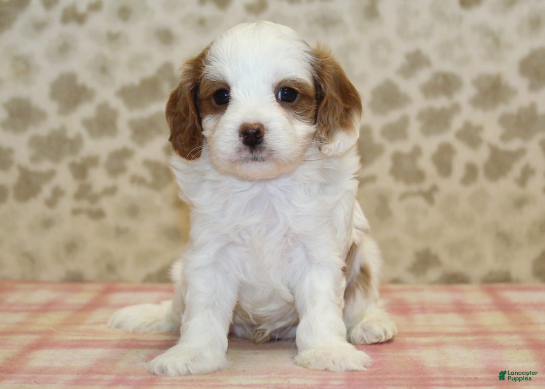 Cavapoo dogs for sale: Skip - Image 7