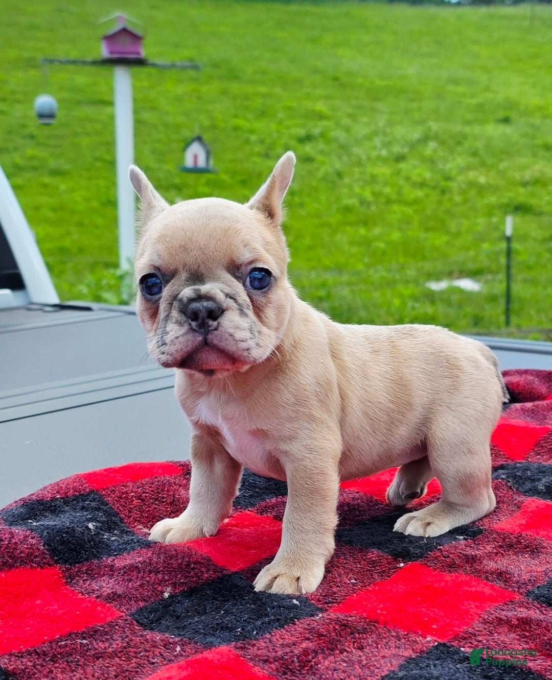 French Bulldog dogs for sale: Stella - Image 2