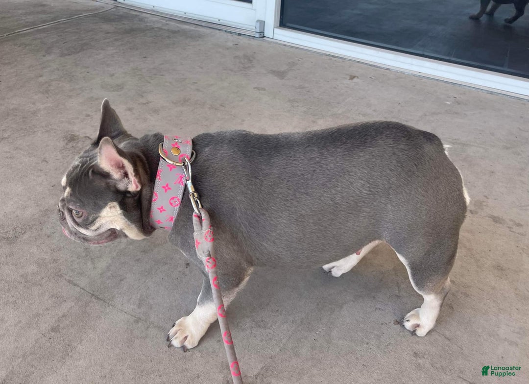 French Bulldog dogs for sale: Maya - Image 5