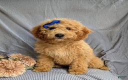 Cockapoo dogs for sale: Celeste Hypoallergenic - Image 9