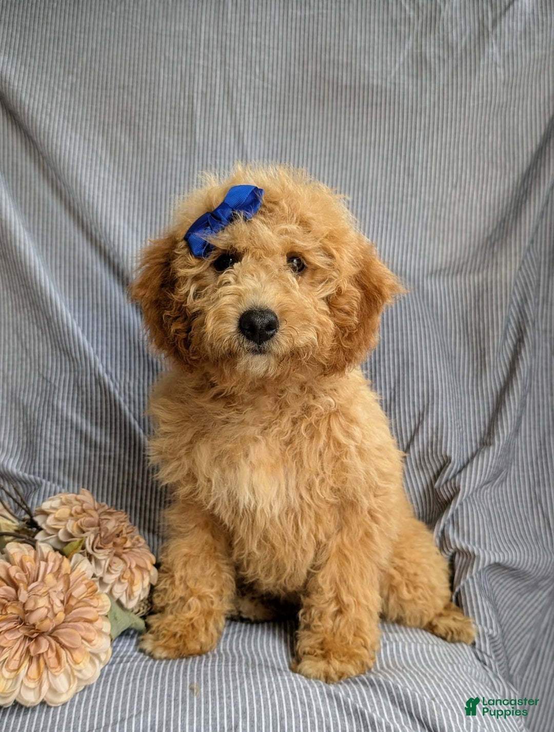 Cockapoo dogs for sale: Celeste Hypoallergenic - Image 9