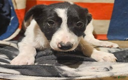 Border Collie dogs for sale: Fasti - Image 28