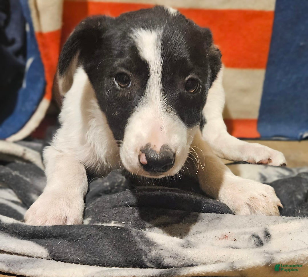 Border Collie dogs for sale: Fasti - Image 28