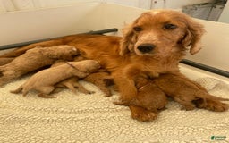 Cockapoo dogs for sale: Joe - Image 3