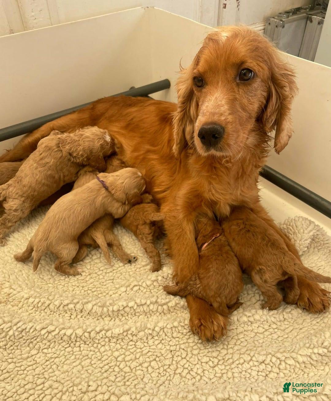 Cockapoo dogs for sale: Joe - Image 3