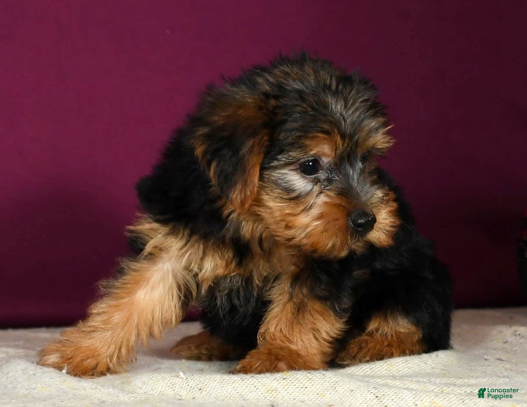 Yorkshire Terrier dogs for sale: Jordan - Image 7