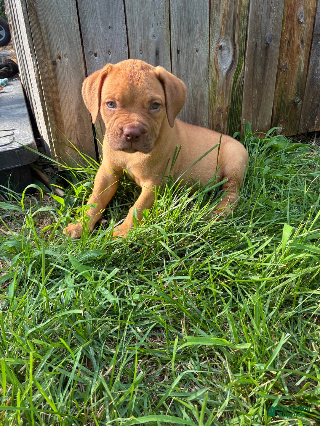 Presa Canario dogs for sale: Ferrari - Image 3