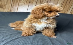 Toy Poodle dogs for sale: Lada - Image 4