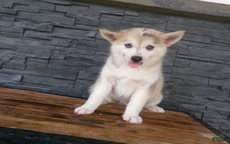 Pomsky dogs for sale: Silas - Image 11