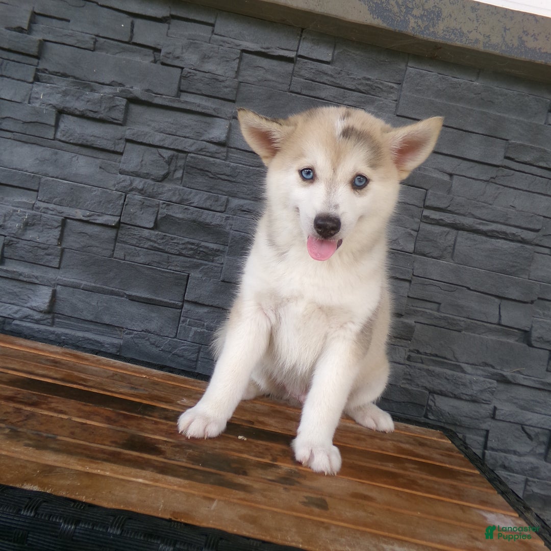 Pomsky dogs for sale: Silas - Image 11
