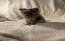 Pomeranian dogs for sale: Pomeranian 2 puppies - Image 3