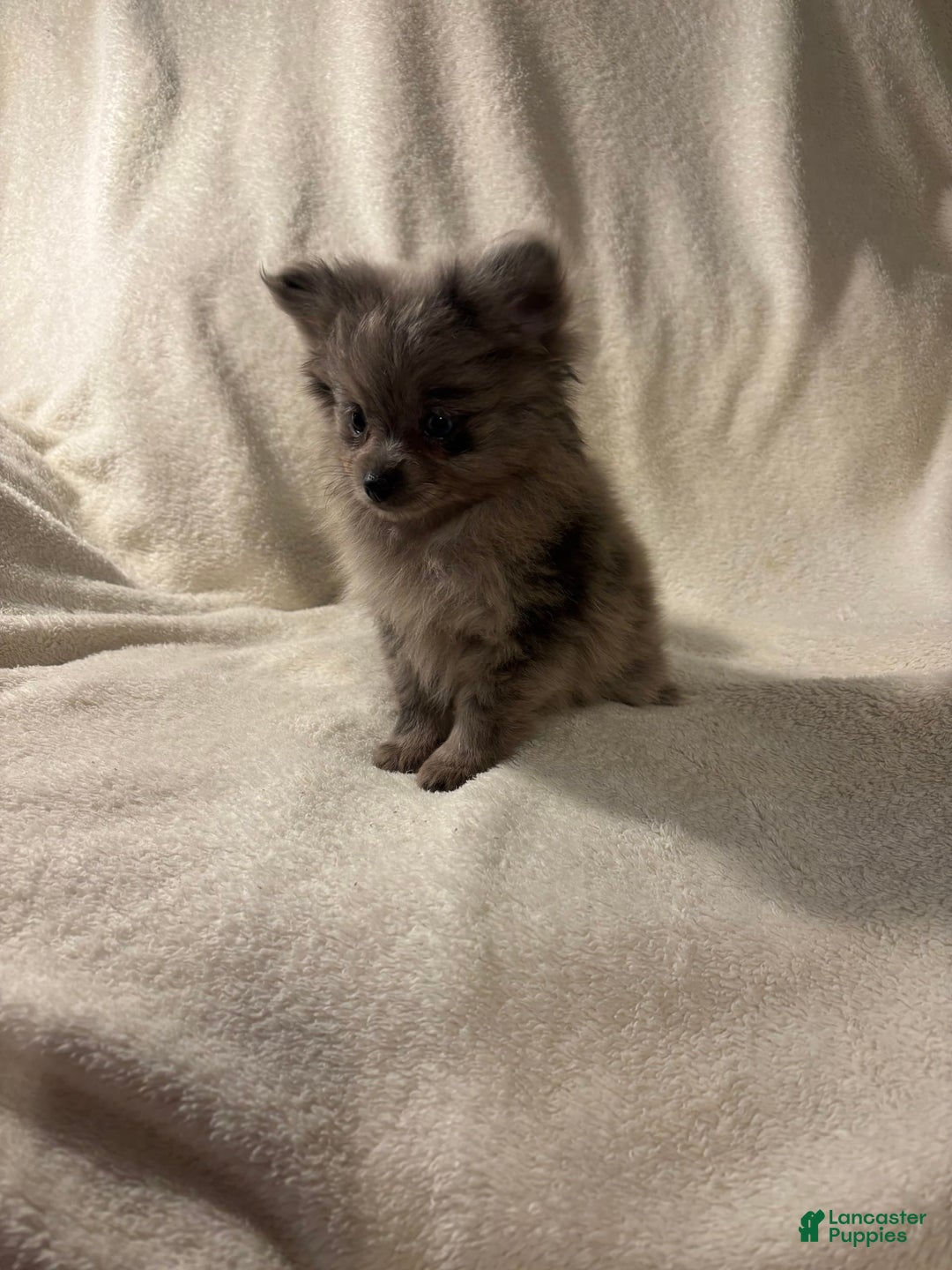 Pomeranian dogs for sale: Pomeranian 2 puppies - Image 3