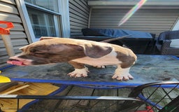 American Bully dogs for sale: Athena - Image 5