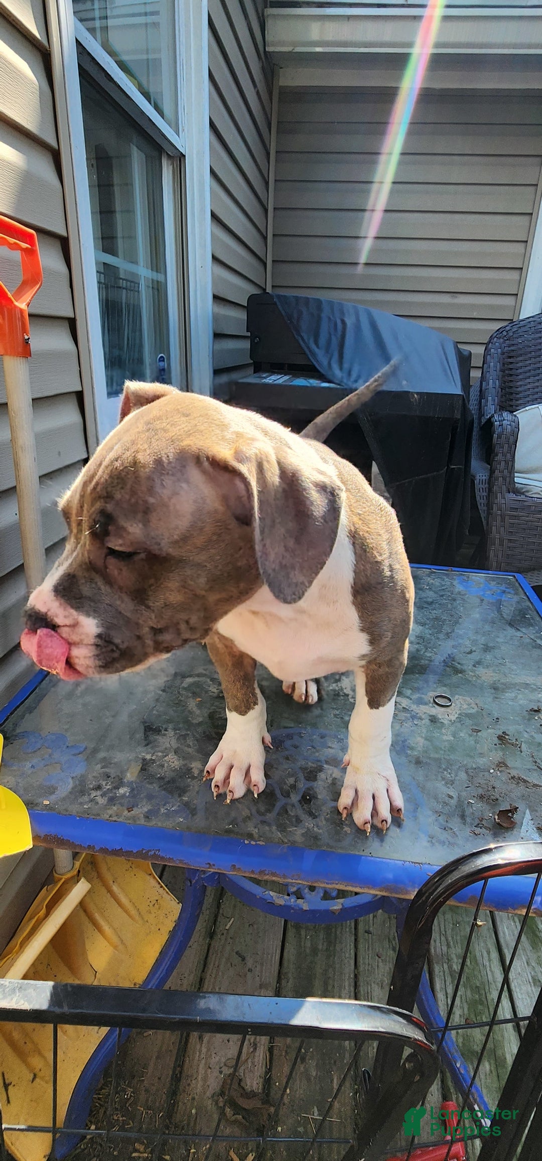 American Bully dogs for sale: Athena - Image 5
