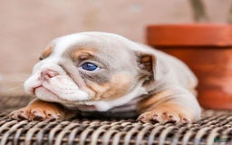 English Bulldog dogs for sale: Lexie - Image 22