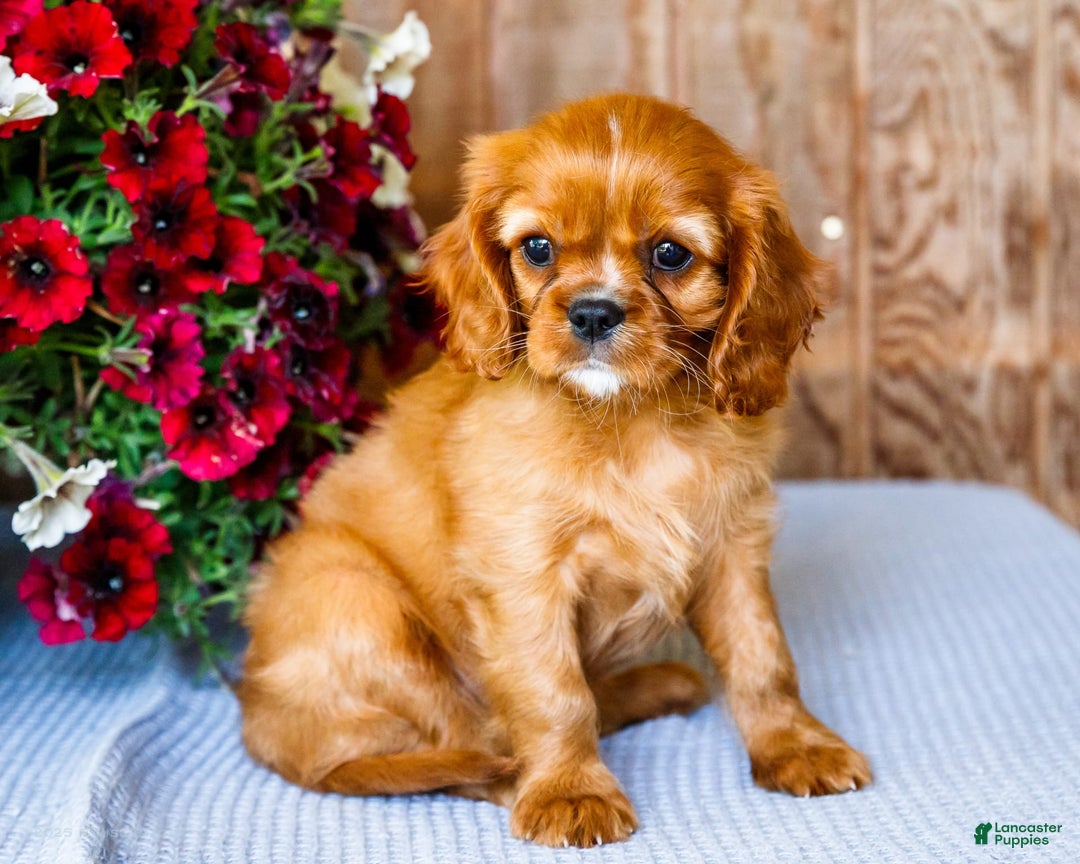 Cavalier King Charles Spaniel dogs for sale: Logan - Image 5