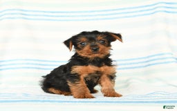 Yorkshire Terrier dogs for sale: Matthew - Image 1