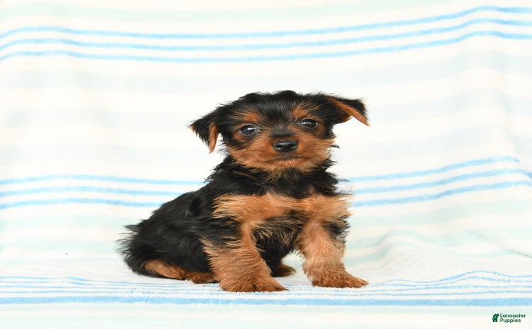 Yorkshire Terrier dogs for sale - Ad 1