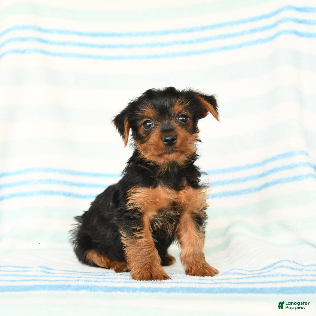 Yorkshire Terrier dogs for sale: Matthew - Image 1