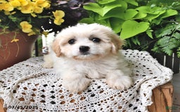 Cavachon dogs for sale: Maya - Image 7