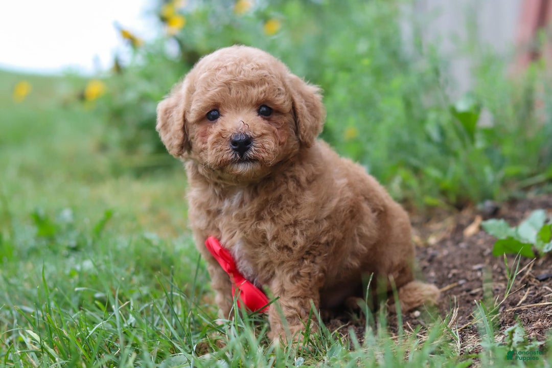 Maltipoo dogs for sale: Shiloh - Image 10